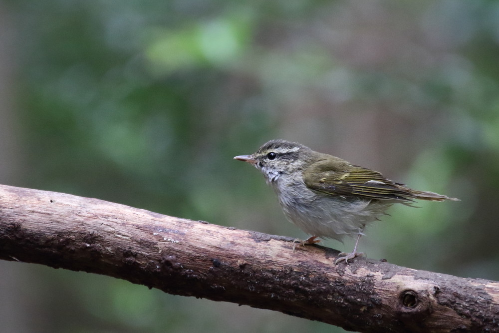 今日の鳥見（2016年9月15日）_f0235311_23393839.jpg