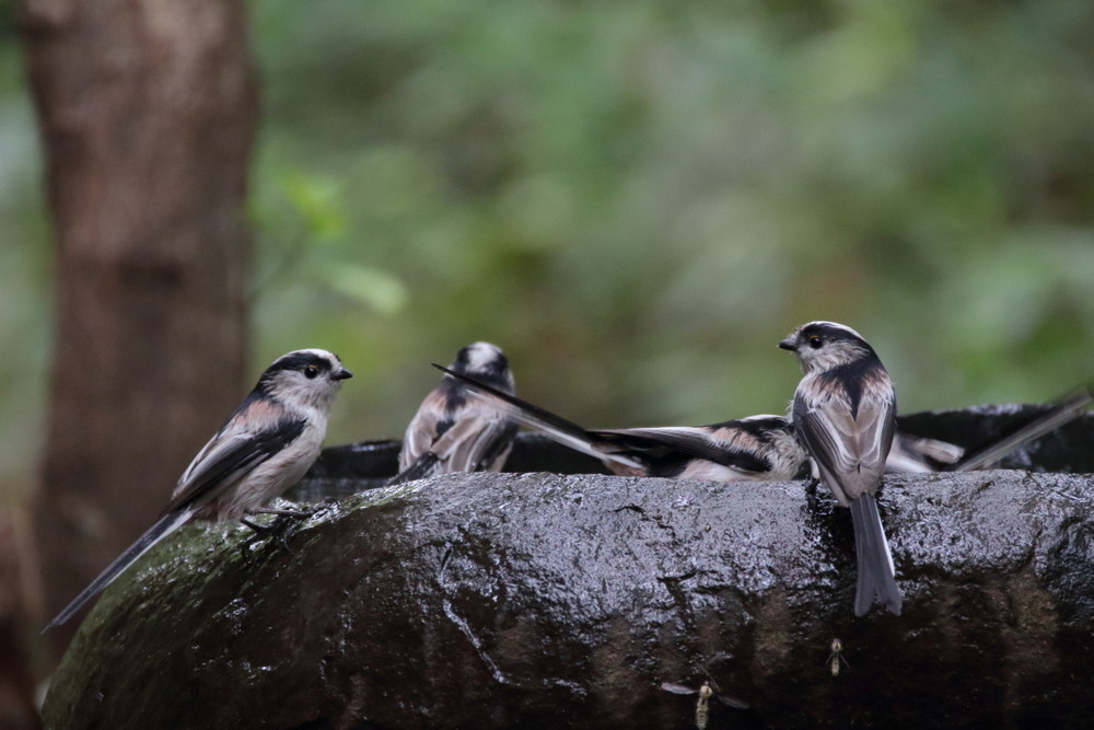 今日の鳥見（2016年9月15日）_f0235311_23405227.jpg