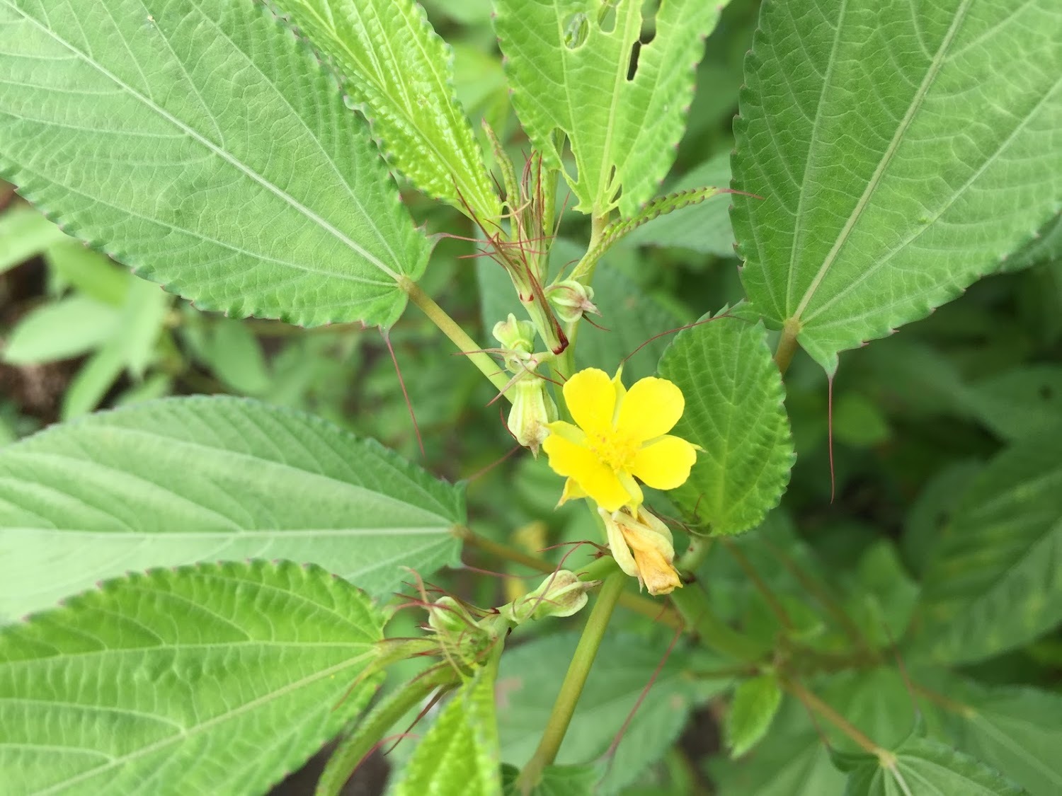 モロヘイヤの花 今日の一枚 モロヘイヤの花 今日の一枚