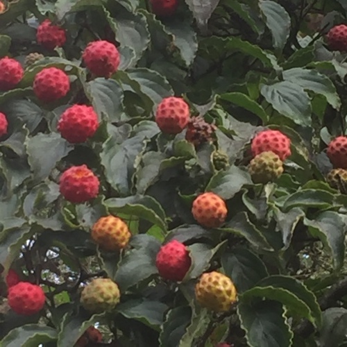 b0369239_09555065.jpeg