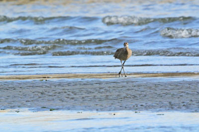 ふなばし三番瀬の旅鳥チュウシャクシギ whimbrel_f0206939_15471214.jpg