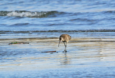 ふなばし三番瀬の旅鳥チュウシャクシギ whimbrel_f0206939_15474705.jpg