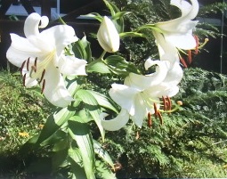 e0082045_2092425.jpg