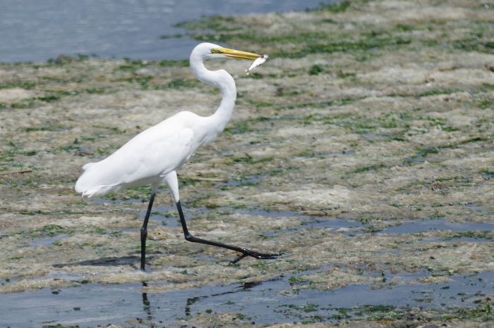 谷津干潟の鳥_b0144049_21293047.jpg