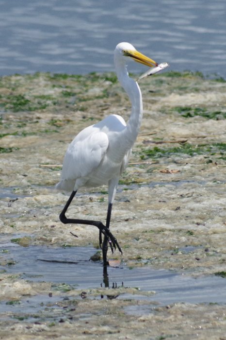 谷津干潟の鳥_b0144049_21293236.jpg