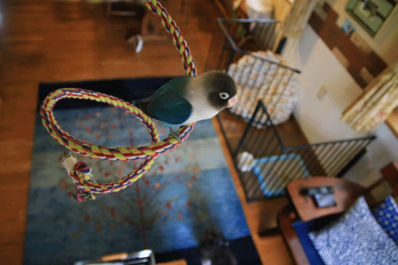 c0145250_10052847.gif