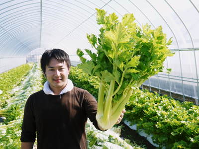 熊本セロリ「清正人参」 今年(平成28年度)も12月上旬より出荷します!定植後の様子を現地取材!_a0254656_13544055.jpg