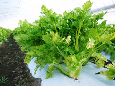 熊本セロリ「清正人参」 今年(平成28年度)も12月上旬より出荷します!定植後の様子を現地取材!_a0254656_1433229.jpg