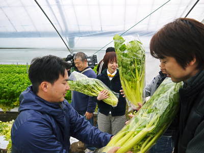 熊本セロリ「清正人参」 今年(平成28年度)も12月上旬より出荷します!定植後の様子を現地取材!_a0254656_14432877.jpg