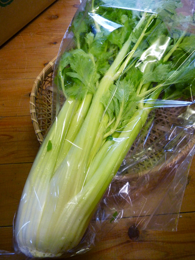 熊本セロリ「清正人参」 今年(平成28年度)も12月上旬より出荷します!定植後の様子を現地取材!_a0254656_14464282.jpg