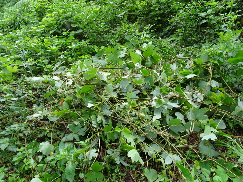 c0108460_16432778.jpg