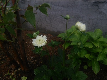 c0172261_10561330.jpg