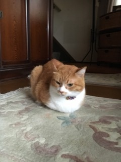 玄関開けたら_f0363168_21103831.jpeg