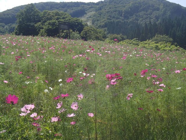 面白山高原コスモスベルグ 蔓兵衛の山と庭の日々