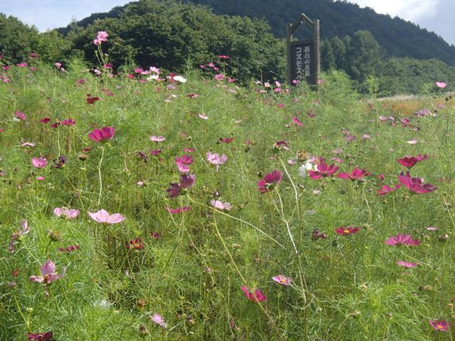 面白山高原コスモスベルグ 蔓兵衛の山と庭の日々