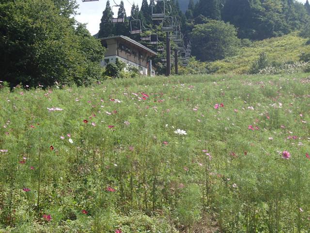 面白山高原コスモスベルグ 蔓兵衛の山と庭の日々