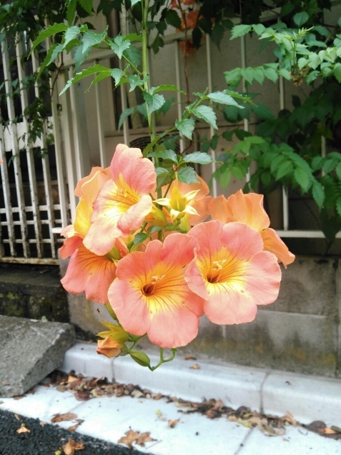 c0162773_10500074.jpg