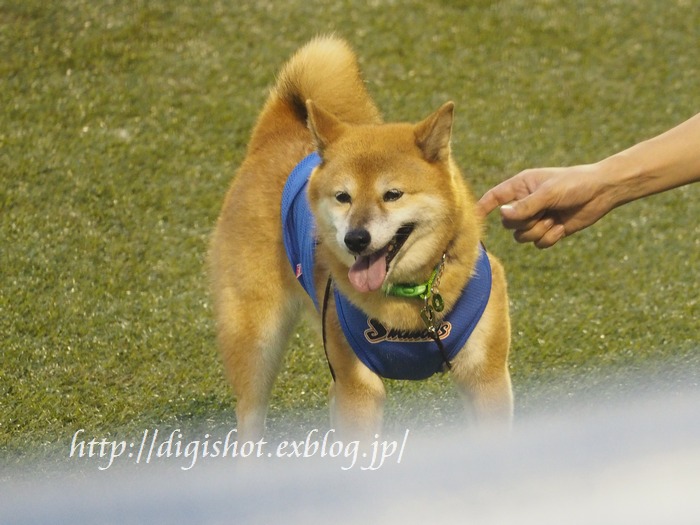 ベースボール犬 わさび 引退 お疲れさま Out Of Focus Baseballﾌｫﾄﾌﾞﾛｸﾞ 終了