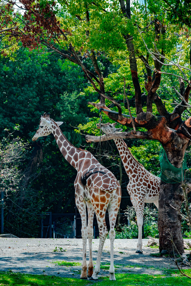 動物園　ETC._a0301676_11120286.jpg