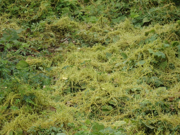 『河川敷の蔓植物達を見ながら・・・・・』_d0054276_20404326.jpg