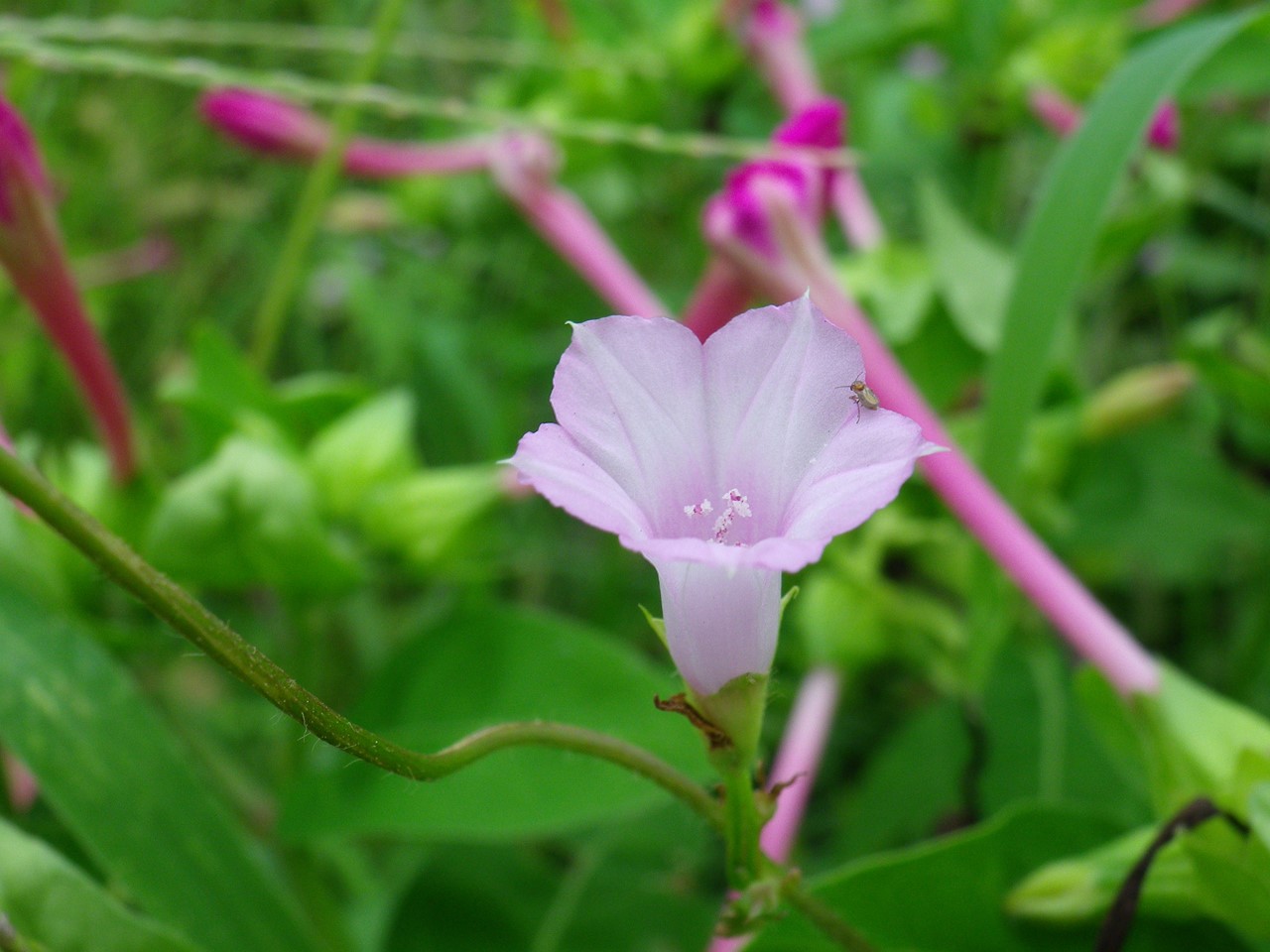 『河川敷の蔓植物達を見ながら・・・・・』_d0054276_2042393.jpg