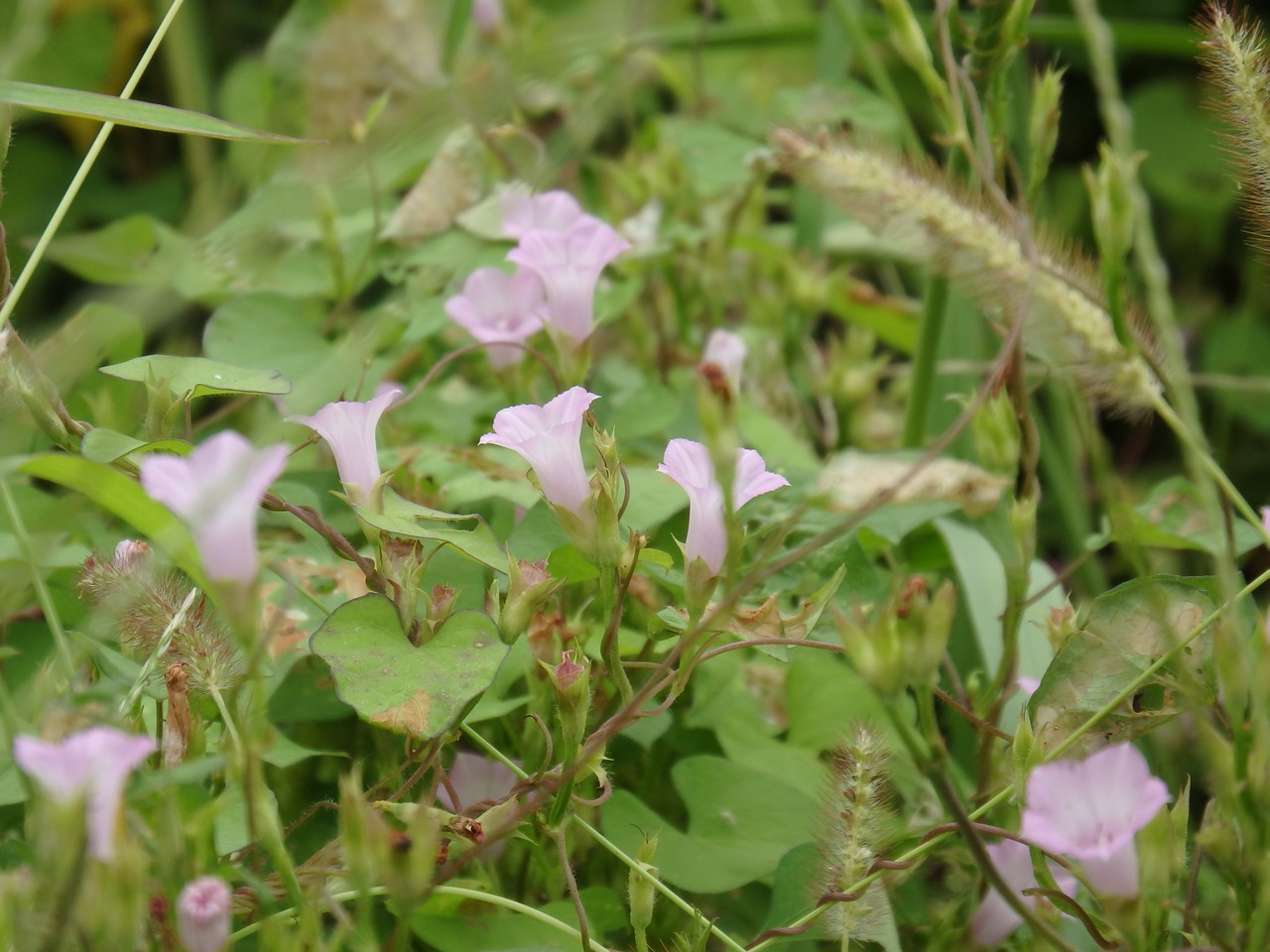 『河川敷の蔓植物達を見ながら・・・・・』_d0054276_2042503.jpg