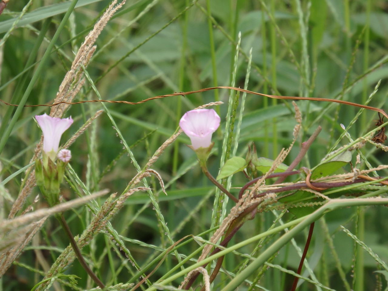 『河川敷の蔓植物達を見ながら・・・・・』_d0054276_20432986.jpg