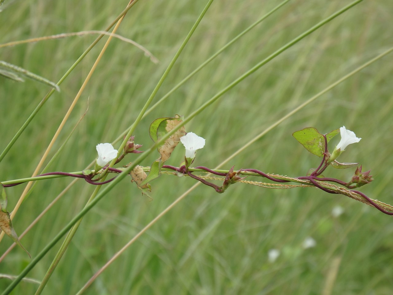 『河川敷の蔓植物達を見ながら・・・・・』_d0054276_20435289.jpg