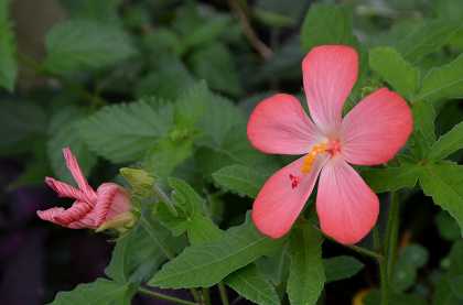 散歩道 伊勢花火 アカバナワタ Yukoの花散歩
