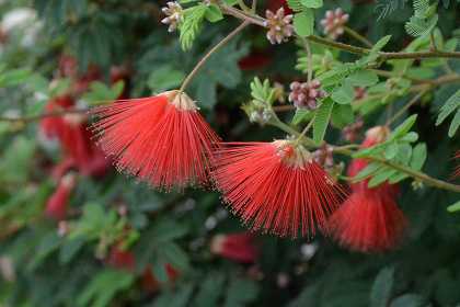 散歩道 伊勢花火 アカバナワタ Yukoの花散歩