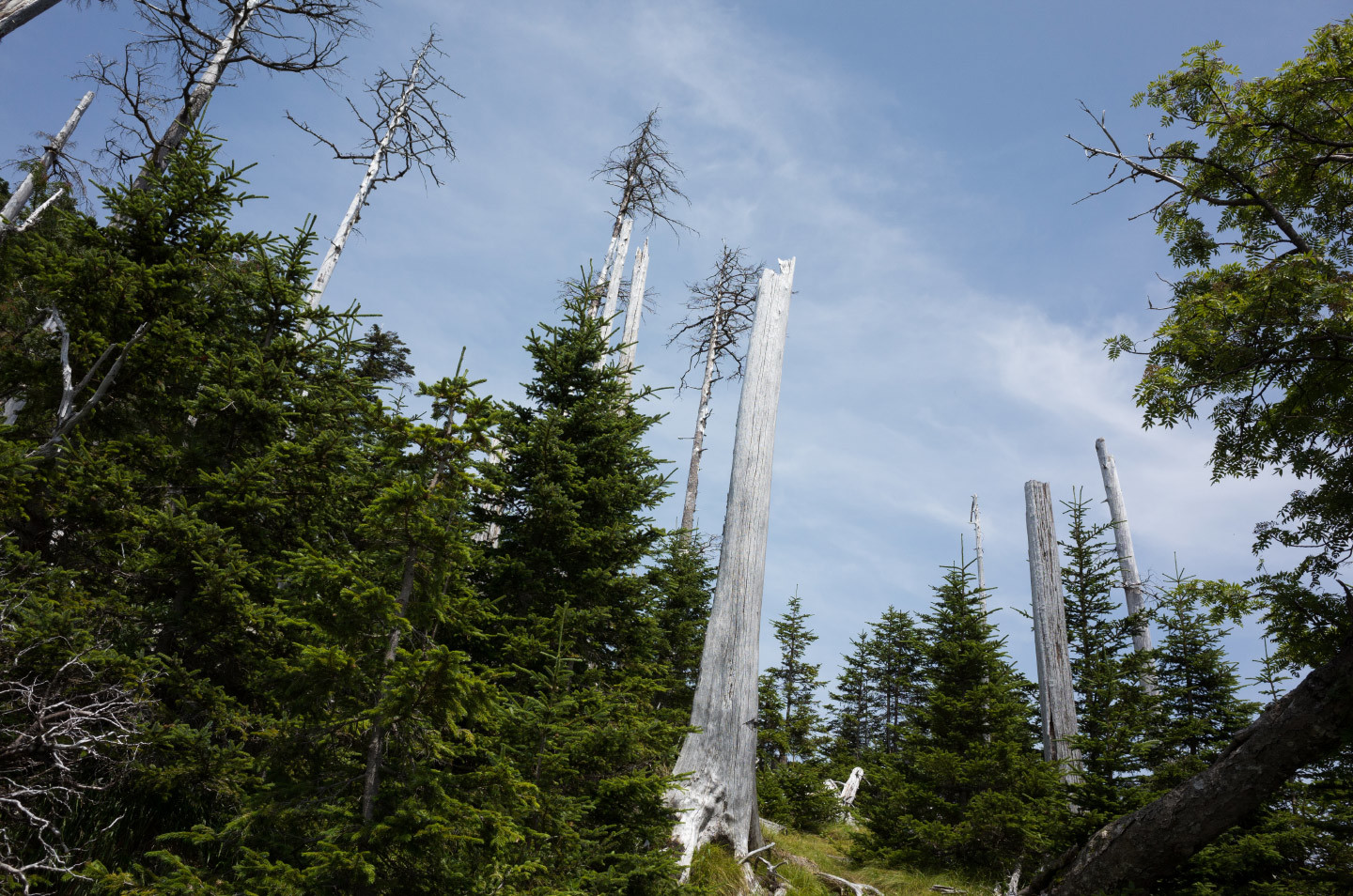 奥茶臼山　2016/08　　Photo - #002_a0142487_00061362.jpg