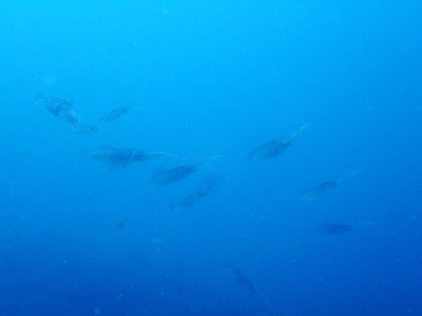 e0115199_20355628.jpg