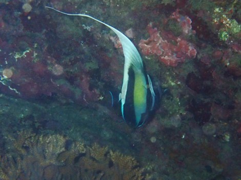 e0115199_20423791.jpg
