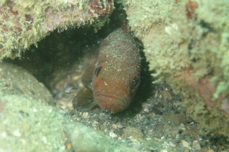 e0115199_20591800.jpg