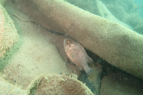 e0115199_20592847.jpg