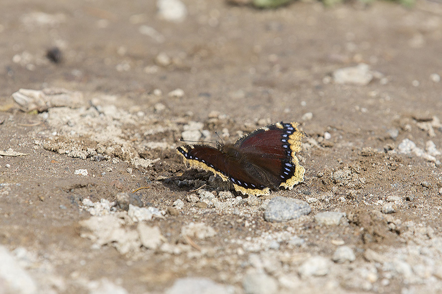 b0315912_21442753.jpg