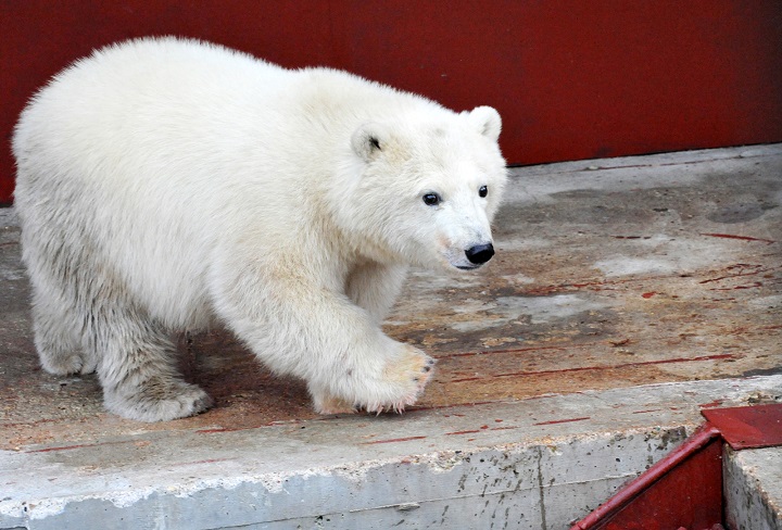 モスクワ動物園・ヴォロコラムスク附属保護施設に移送された野生孤児は雌(メス)で「ニカ」と命名_a0151913_13173824.jpg