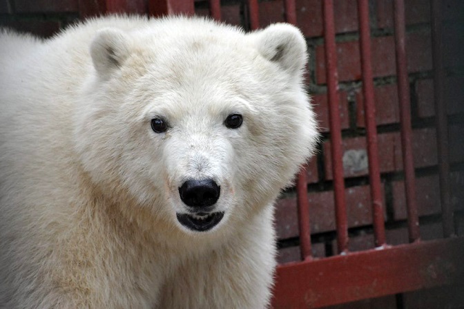 モスクワ動物園・ヴォロコラムスク附属保護施設に移送された野生孤児は雌(メス)で「ニカ」と命名_a0151913_2004323.jpg