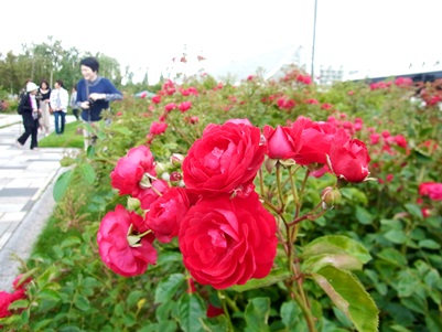 c0204725_1533269.jpg