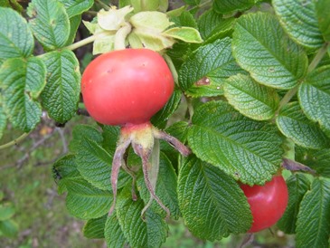 c0204725_154292.jpg