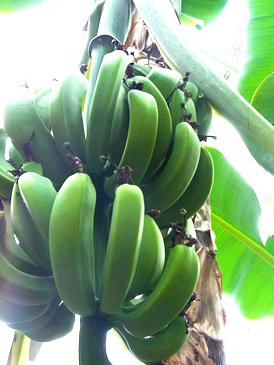 c0204725_1555019.jpg