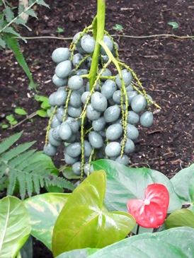c0204725_1583731.jpg