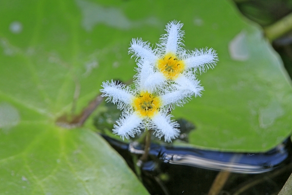 水辺の植物_c0104227_0124657.jpg