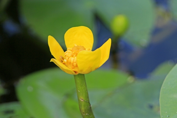 水辺の植物_c0104227_13167.jpg