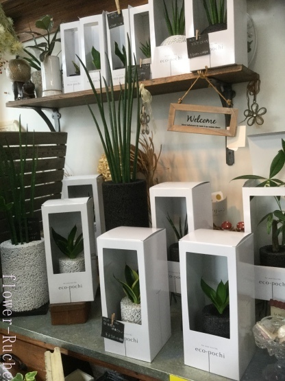 おしゃれでカッコイイ観葉植物 エコポチ ルーシュの花仕事