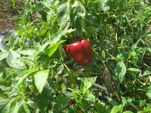 発芽する野菜...終了する野菜_b0137932_20102034.jpg