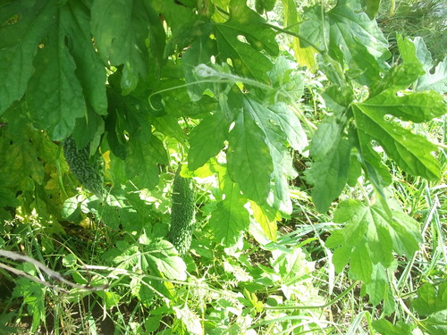 発芽する野菜...終了する野菜_b0137932_20111311.jpg