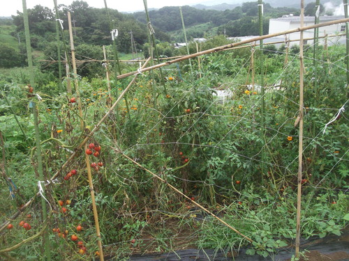 発芽する野菜...終了する野菜_b0137932_2021092.jpg