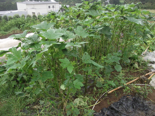 発芽する野菜...終了する野菜_b0137932_2091512.jpg