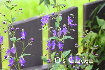 O\'s Garden　便り　No.　110　♪　＜9月16日＞_d0241945_16534397.jpg